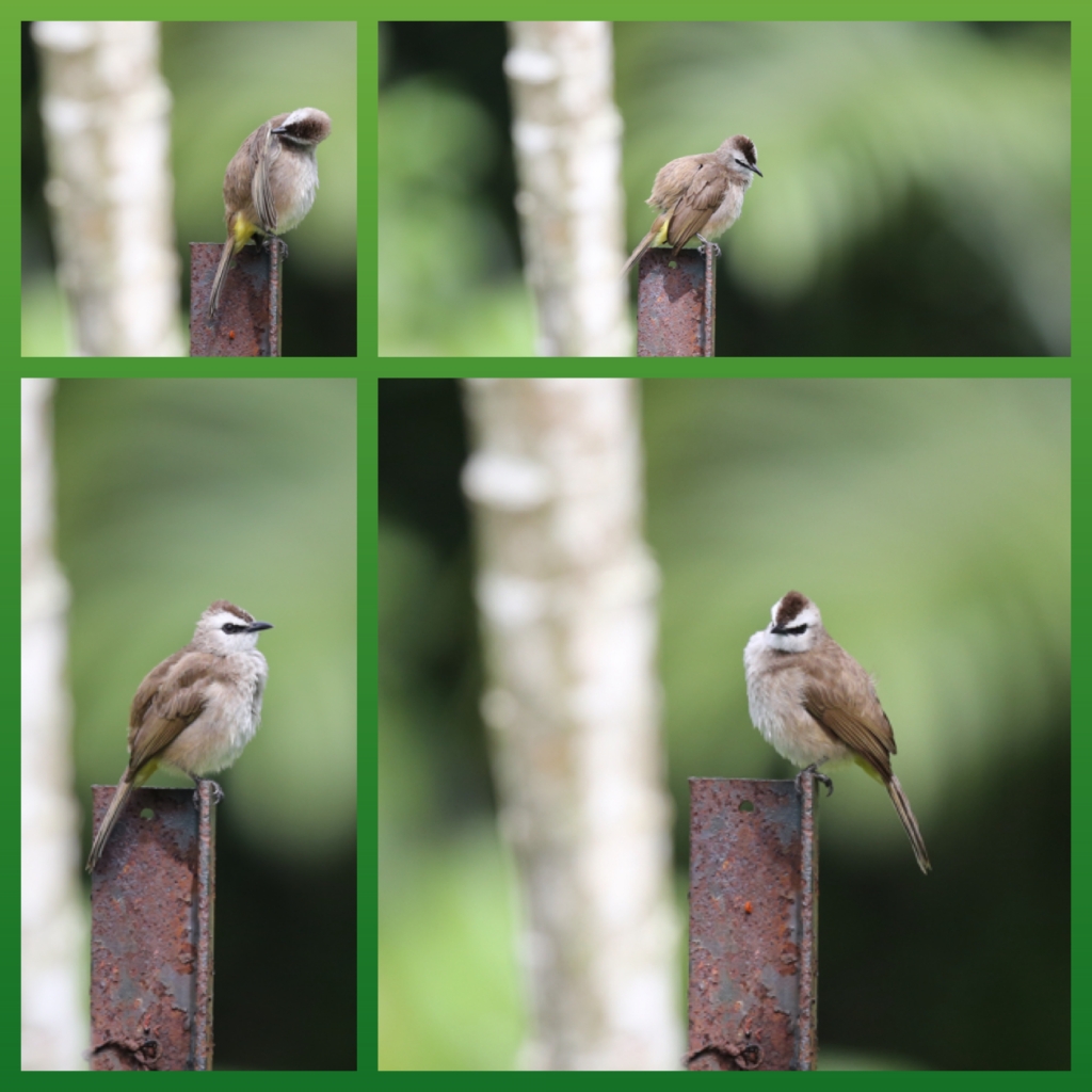 Yellow Vented Bulbul Collage - Metal Pole Series